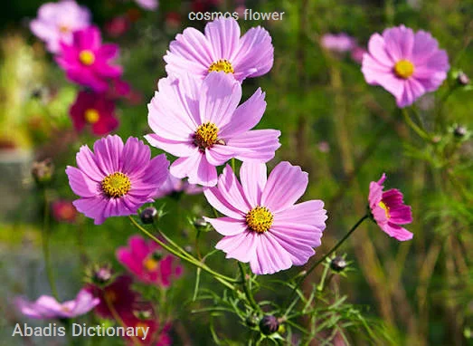 cosmos flower